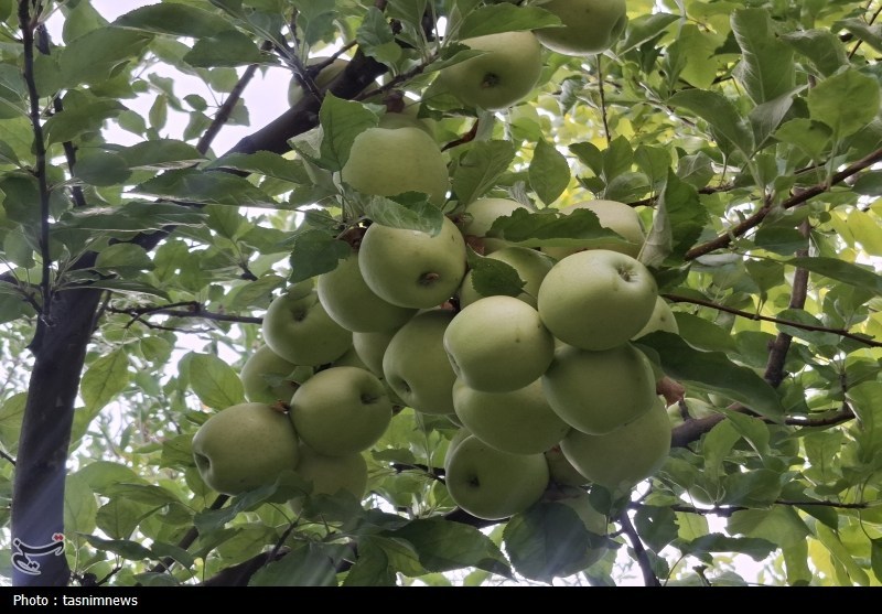 کشاورزی , 