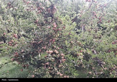 فصل برداشت سیب آغاز شد