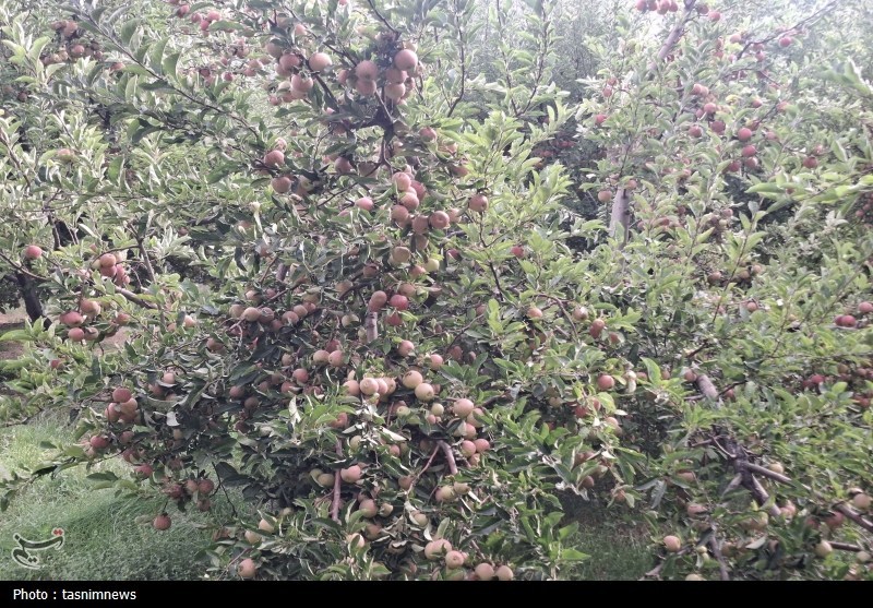 کشاورزی , 