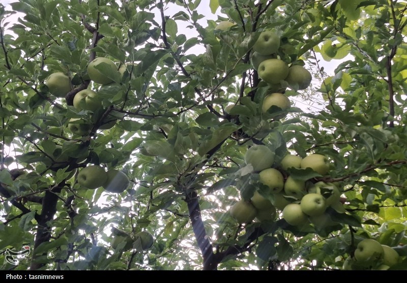 کشاورزی , 