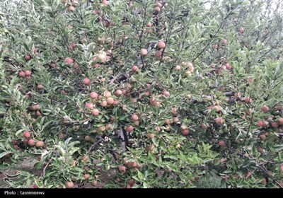 آغاز برداشت سیب از باغات کهگیلویه و بویراحمد