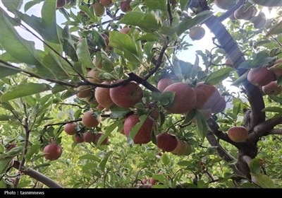 فصل برداشت سیب آغاز شد