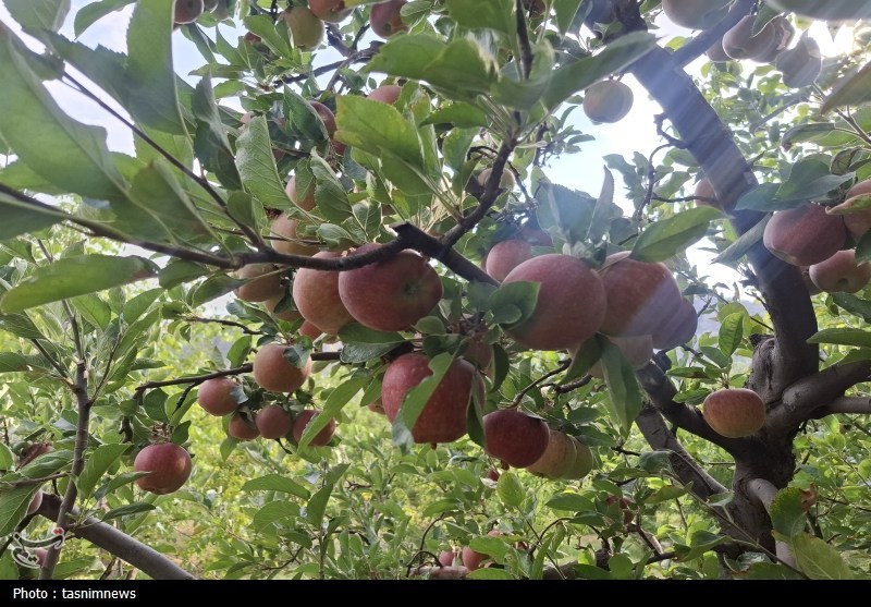 کشاورزی , 