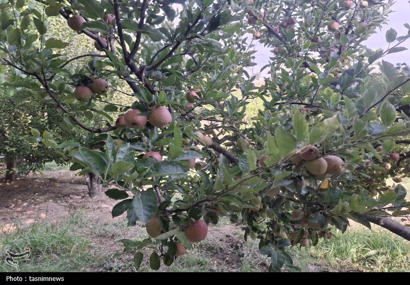 کشاورزی , 