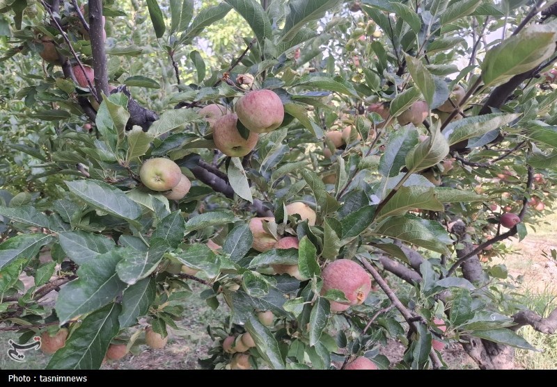 کشاورزی , 