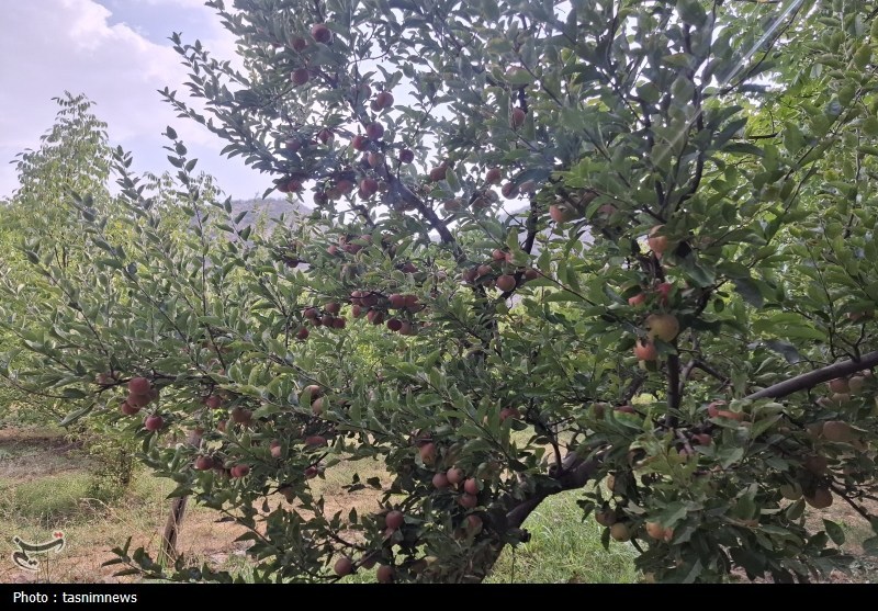کشاورزی , 
