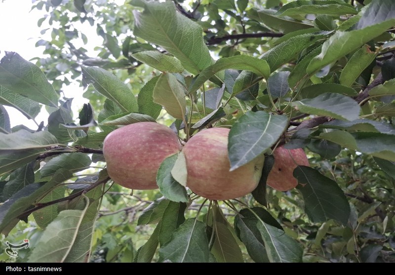 کشاورزی , 