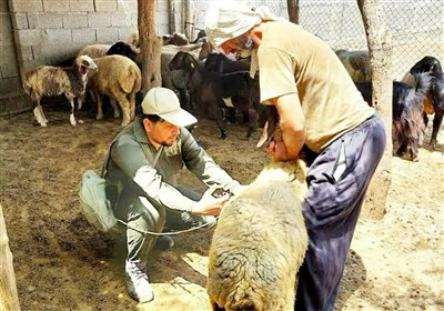 استان،برفكي،تب،بيماري،واكسيناسيون،دامپزشكي،دام،رهنما،دامدارا ...