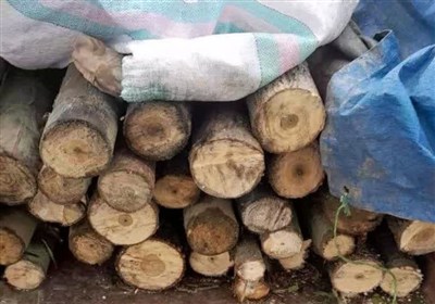 زيست،محيط،منطقه،متخلف،چوب،قاچاق،قطع،حفاظت