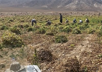 لوبيا،كشت،شاهرود،كشاورزان،محصول،توليد،آبي،كشاورزي،شرايط،جهاد ...