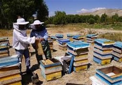 استان،سرشماري،عسل،زنبورداري،آمار،توليد،زنبورداران،بهرامي،كار ...