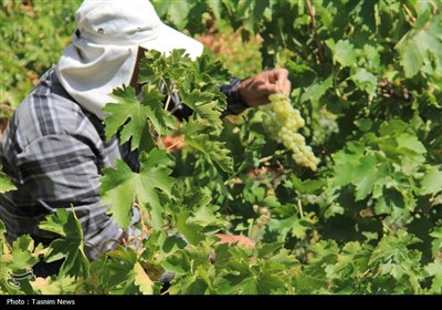 برداشت انگور از تاکستان‌های استان چهارمحال و بختیاری
