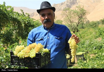 برداشت انگور از تاکستان‌های استان چهارمحال و بختیاری