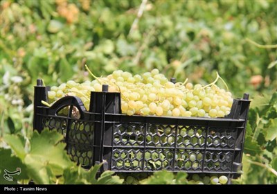 برداشت انگور از تاکستان‌های استان چهارمحال و بختیاری