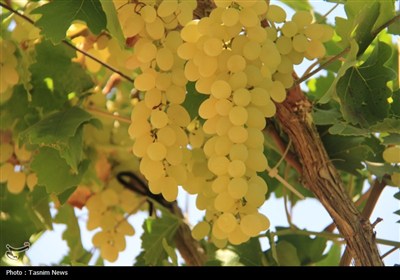 برداشت انگور از تاکستان‌های استان چهارمحال و بختیاری