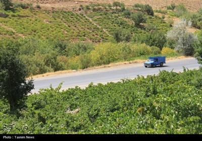برداشت انگور از تاکستان‌های استان چهارمحال و بختیاری