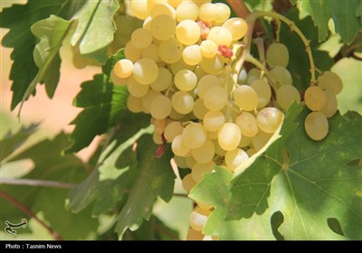 برداشت انگور از تاکستان‌های استان چهارمحال و بختیاری