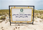تخم پرندگان بومی جزیره شیدوَر، غذای گربه خانگی گردشگران