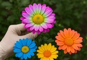 هسته‌ای در کشاورزی ــ 35 | ایجاد گل‌های زینتی با رنگ‌های جدید، با فناوری هسته‌ای