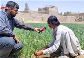 از گرد و غبار تا طعم امید؛ رونق کشت سبزیجات در زهک