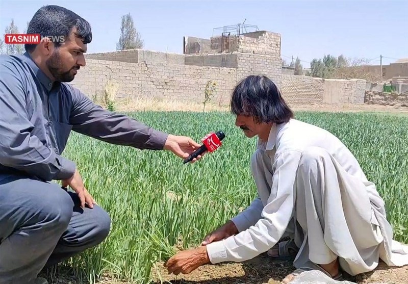 برداشت پررونق سبزیجات در دل کویر سیستان/ از گرد و غبار تا طعم امید + فیلم