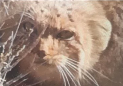 منطقه،باقران،بيرجند،گربه،مشاهده،حفاظت