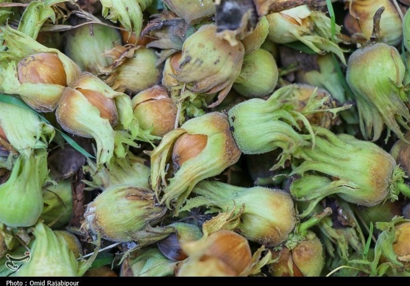 نظام مسائل استان گیلان , اخبار استان گیلان , کشاورزی , 