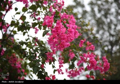 رشت بارانی؛ آغاز شاعرانه پاییز در قلب گیلان