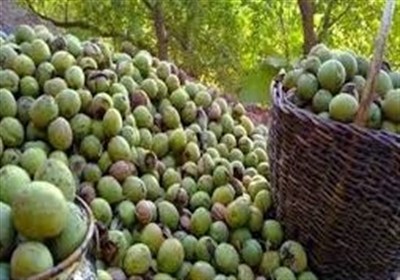 رويداد،گردشگران،جشنواره،برگزار،تدارك،مسافران،گردشگري،محلي،جم ...