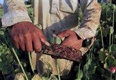 تضمین دولت درباره «کِشت بدون نَشت خشخاش» چیست؟