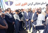 وزیر جهاد کشاورزی: سطح زیرکشت زعفران به 120 هزار هکتار رسید