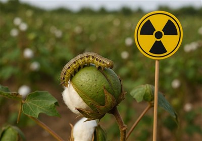 پنبه،پرتودهي،بيد،آفات،كاهش،in،of،فناوري،آفت،كنترل،Nuclear،حش ...
