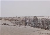 فرسایش بادی بی‌رحم در سیستان/جنگ نابرابر ‌با ریزگردها/ آیا بادشکن‌ها‌ راهگشاست؟ + فیلم