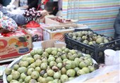 استقبال گردشگران از جشنواره طلای سبز در ثمرین