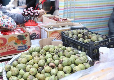 استقبال گردشگران از جشنواره طلای سبز در ثمرین