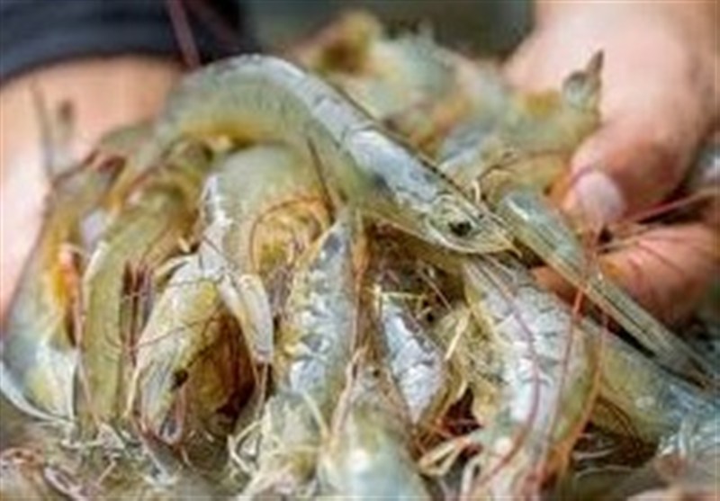 ضایعات میگو خوراک دام و دارو می‌شود