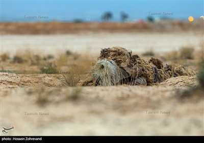 تمرینات تاکتیکی یگان ویژه فاتحین سپاه محمد رسول الله(ص) با استفاده از لباس‌ و تجهیزات جدید