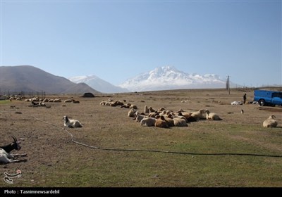 عضویت بیش از 45 هزار روستایی و عشایر ایلامی در صندوق بیمه اجتماعی