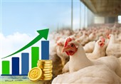 صنعت طیور گیلان روی ریل توسعه؛ نیمی از جوجه‌های تولیدی در داخل استان پرورش می‌یابد