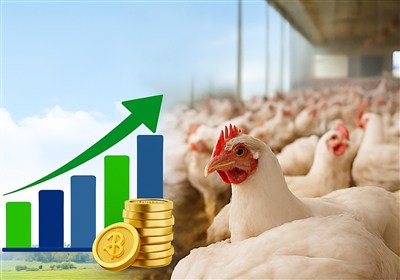 توليد،گيلان،گوشتي،قطعه،تأمين،ظرفيت،استان،طيور،پرورش،كشور،نيم ...