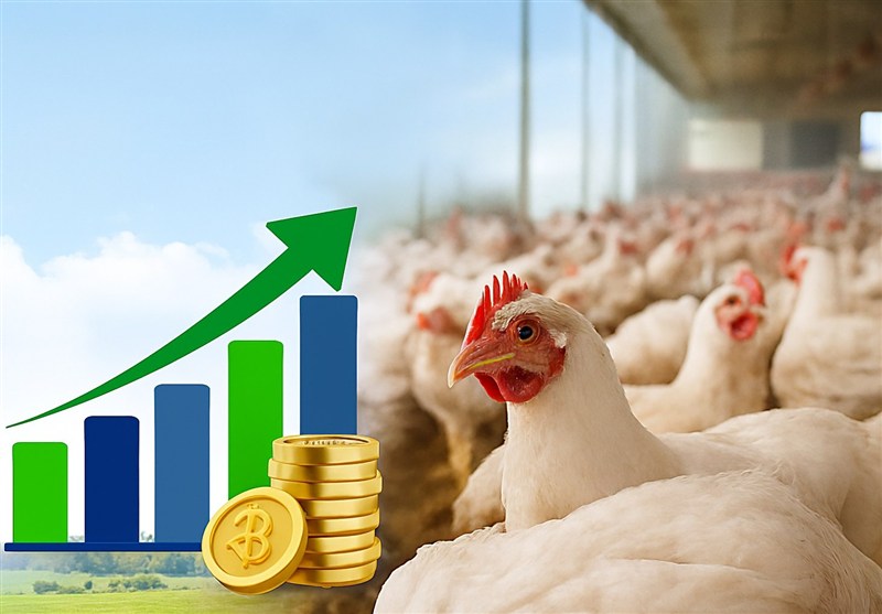 صنعت طیور گیلان روی ریل توسعه؛ نیمی از جوجه‌های تولیدی در داخل استان پرورش می‌یابد