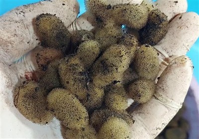 توليد،زالو،اردبيل،پيله،استان،كشور