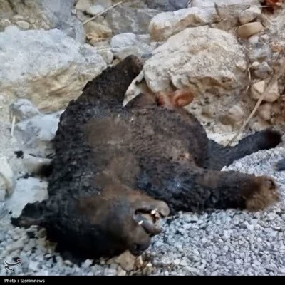 وحش،حيات،حفاظت،زيست،محيط،استان،منطقه،دنا،خرس،شكار،پيگيري،تأك ...