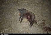 دستگیری شکارچی متخلف و کشف لاشه گراز وحشی در فیروزکوه