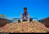 Pistachio Harvest Season Begins in Iran’s North Khorasan Province