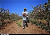 Pistachio Harvest Season Begins in Iran’s North Khorasan Province