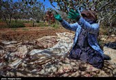 Pistachio Harvest Season Begins in Iran’s North Khorasan Province