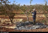 Pistachio Harvest Season Begins in Iran’s North Khorasan Province