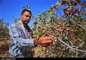 Pistachio Harvest Season Begins in Iran’s North Khorasan Province
