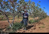 Pistachio Harvest Season Begins in Iran’s North Khorasan Province